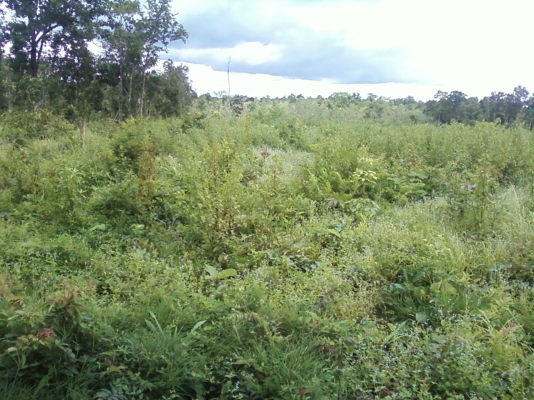 ขายที่ดินสวย จำนวน 48 ไร่ๆละ 49000 บาท