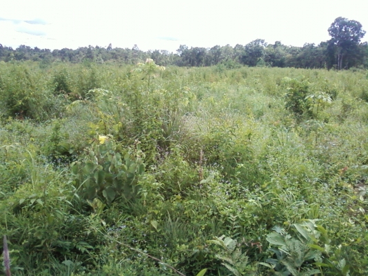 ขายที่ดินสวย จำนวน 48 ไร่ๆละ 49000 บาท