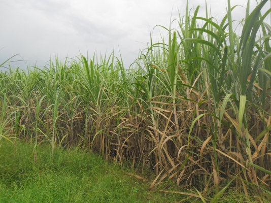 ขายอ้อยสำหรับอ้อยคั้นน้ำพันธุ์สุพรรณบุรี 50