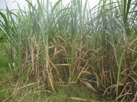 ขายอ้อยสำหรับอ้อยคั้นน้ำพันธุ์สุพรรณบุรี 50