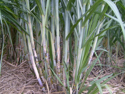 ขายอ้อยสำหรับอ้อยคั้นน้ำพันธุ์สุพรรณบุรี 50