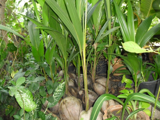 ขายต้นมะพร้าวทับสะแก