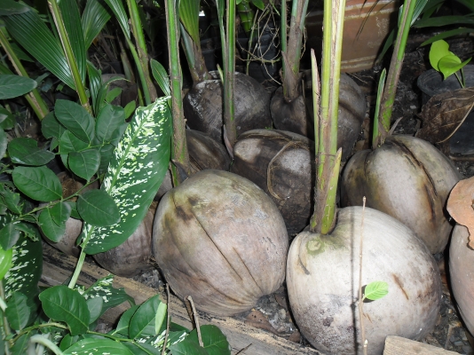 ขายต้นมะพร้าวทับสะแก