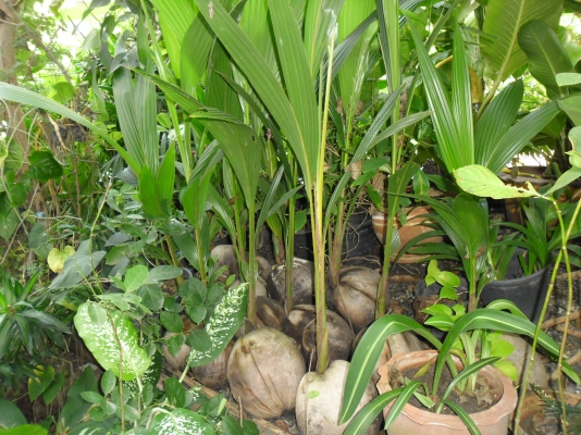 ขายต้นมะพร้าวทับสะแก