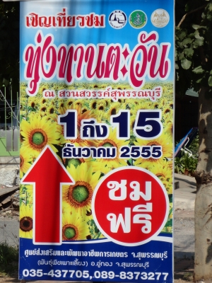 ขอเชิญเที่ยวชม " ทุ่งทานตะวัน " ที่สุพรรณบุรี โทร.089-837-3277