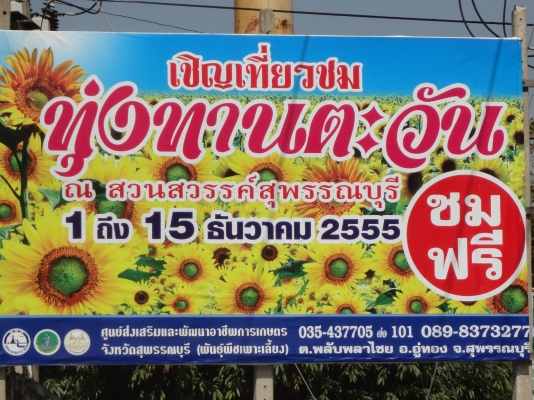ขอเชิญเที่ยวชม " ทุ่งทานตะวัน " ที่สุพรรณบุรี โทร.089-837-3277