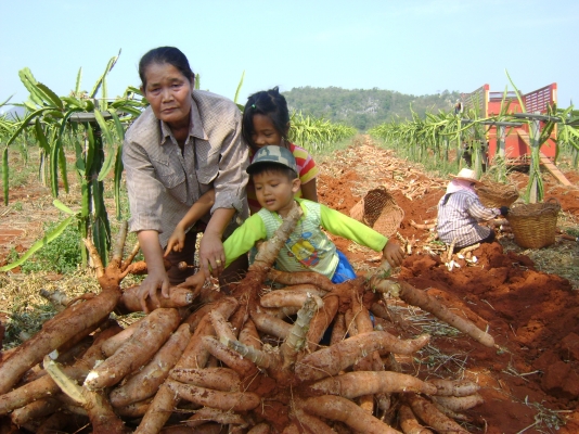 ขออนุญาติขายต้นมัน พันธ์เกร็ดมังกรจำโบ้ ขออนุญาติขายต้นมัน พันธ์เกร็ดมังกรจำโบ้