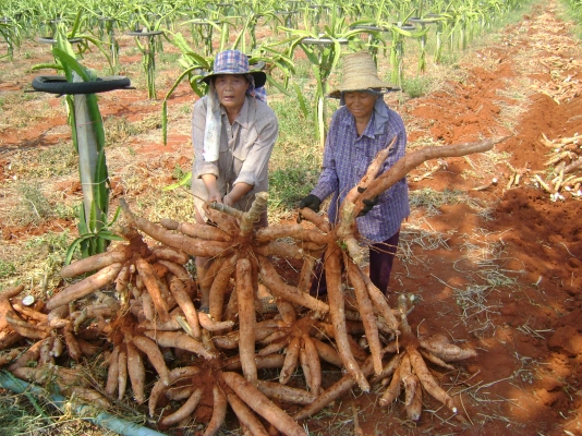 ขออนุญาติขายต้นมัน พันธ์เกร็ดมังกรจำโบ้