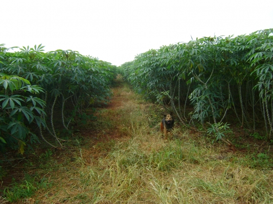 ขออนุญาติขายต้นมัน พันธ์เกร็ดมังกรจำโบ้ ขออนุญาติขายต้นมัน พันธ์เกร็ดมังกรจำโบ้