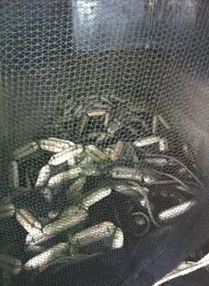 ขายอวนดำลึก 24 ยาว140