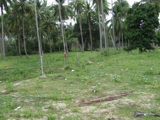 ขออนุญาติขายที่ดินแปลงสวยหน้าติดชายหาดหลังติดถนน9ไร่กว่า
