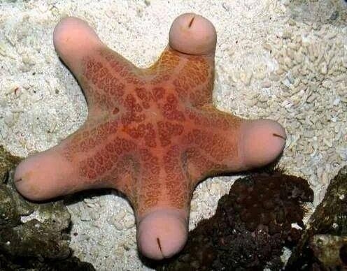 C 70 มาแล้วครับ