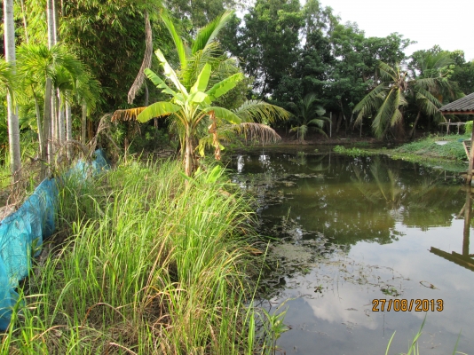 ----ขายบ้านพร้อมทื่ดิน1ไร่เรียบคลอง12ราคาถูกๆ--- ----ขายบ้านพร้อมทื่ดิน1ไร่เรียบคลอง12ราคาถูกๆ---