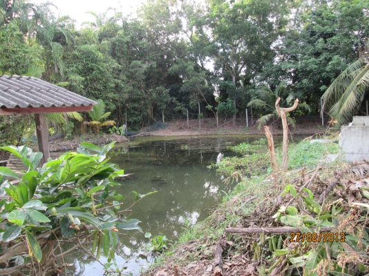 ----ขายบ้านพร้อมทื่ดิน1ไร่เรียบคลอง12ราคาถูกๆ--- ----ขายบ้านพร้อมทื่ดิน1ไร่เรียบคลอง12ราคาถูกๆ---