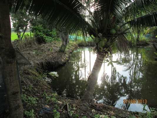 ----ขายบ้านพร้อมทื่ดิน1ไร่เรียบคลอง12ราคาถูกๆ--- ----ขายบ้านพร้อมทื่ดิน1ไร่เรียบคลอง12ราคาถูกๆ---