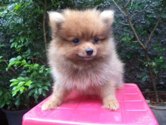 ขออนุญาติ...ขายสุนัขปอมเมอเรเนี่ยน หน้าหมี พันธุ์ อเมริกา ..