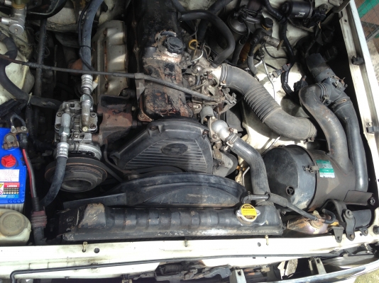 มาใหม่เป็นฝูง