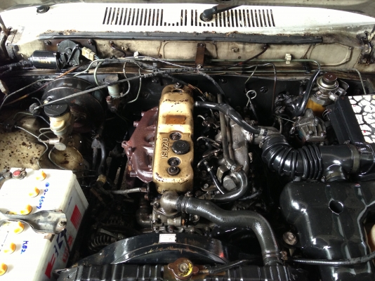 มาใหม่เป็นฝูง