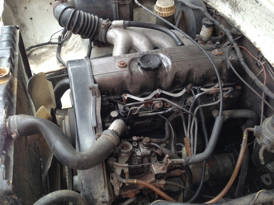 มาใหม่เป็นฝูง