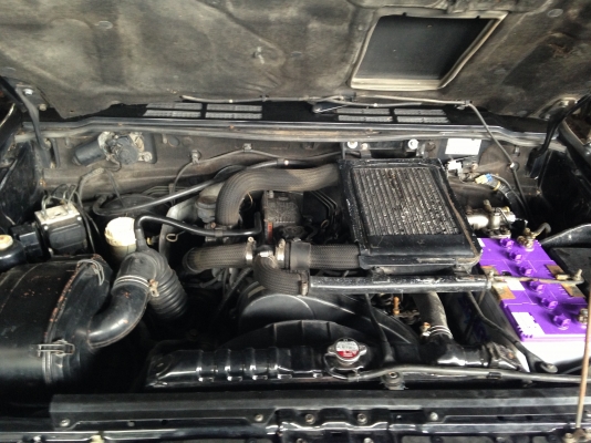 มาใหม่เป็นฝูง