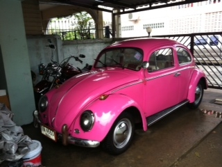 ขายเต่า