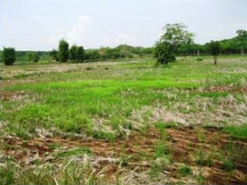 ขายที่ดินว่างเปล่า นส3ก (ทำโฉนดได้แล้ว)