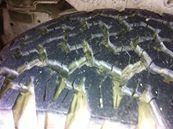 ขายยาง bf all 265/75/16 15500 ยางปี09