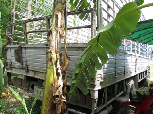 ขาย 6ล้อ Hino FF1J รถห้างแท้ ยาว6.60ม.ปี2000.