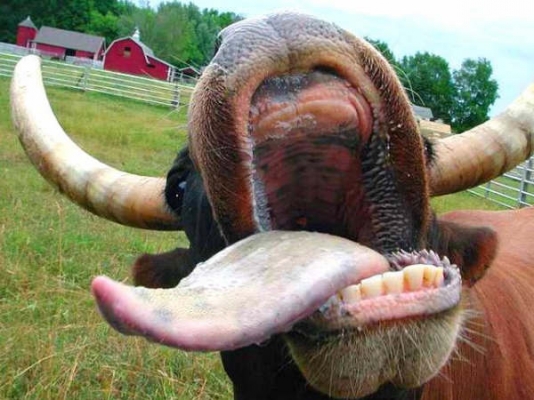 อุทาหรณ์ พวกมักง่ายชอบซื้อรถหลุดจำนำ