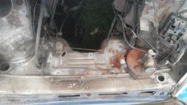 ซากมังกรตอนเดียว