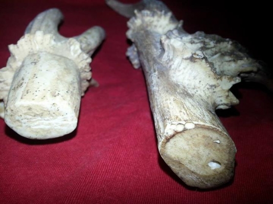 ขายเขา เก้งหรือกวางไม่แน่ใจ อันละ 550 บาท มี2อัน ขายเขา เก้งหรือกวางไม่แน่ใจ อันละ 550 บาท มี2อัน