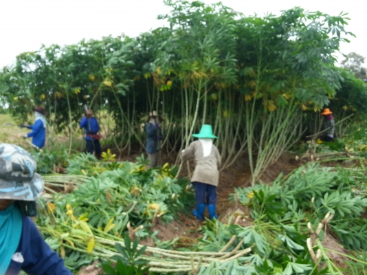 ขออนุญาติครับ มีท่อนพันธุ์ มัน ระยอง เกษตรศาสร์ หลายเบอร์