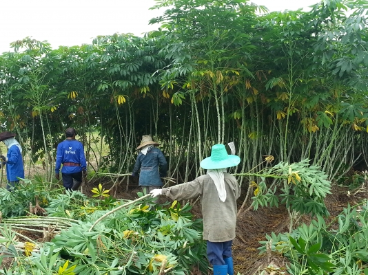 ขออนุญาติครับ มีท่อนพันธุ์ มัน ระยอง เกษตรศาสร์ หลายเบอร์