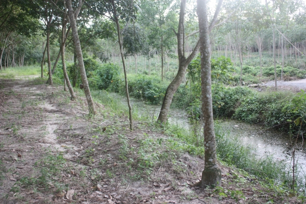 ขายที่ดิน