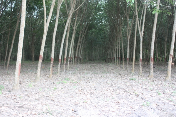 ขายที่ดิน