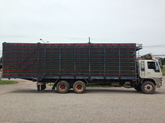 ขายสิบบรรทุกไก่พร้อมกล่อง ด่วนๆ