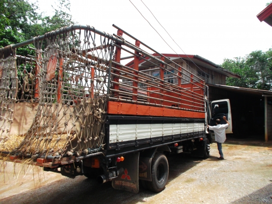 ขายด่วนรถ6ล้อHINOเมก้าเครืองJO5C150แรงม้าปี48ยาว5ม50