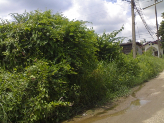 ขายที่ดินเปล่า 1 ไร่ 2 งาน 60 ตารางวา