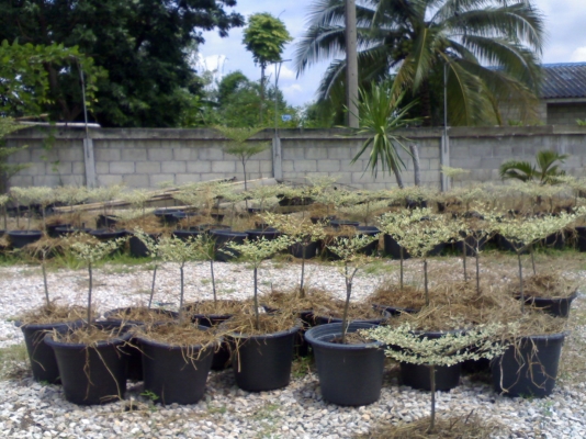 น้องแก้มพันธุ์ไม้ จำหน่ายกล้าไม้ พันธุ์ไม้ ทุกชนิด