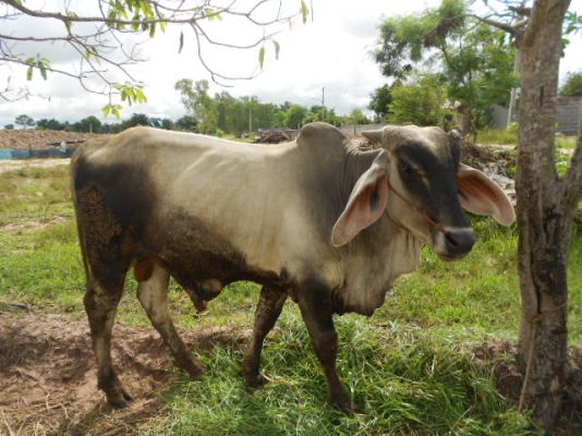 ขอนอกเรื่องหน่อยนะครับผม ขายวัวเพศผู้  อายุ 1 ปี 7 เดือน  เนื้อแน่น อ้วน พร้อมขาย