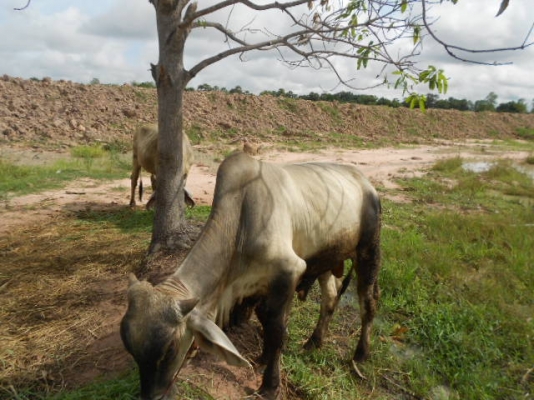 ขอนอกเรื่องหน่อยนะครับผม ขายวัวเพศผู้  อายุ 1 ปี 7 เดือน  เนื้อแน่น อ้วน พร้อมขาย