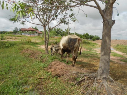 ขอนอกเรื่องหน่อยนะครับผม ขายวัวเพศผู้  อายุ 1 ปี 7 เดือน  เนื้อแน่น อ้วน พร้อมขาย