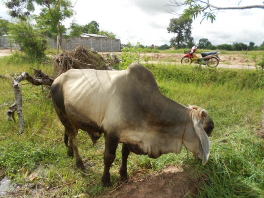 ขอนอกเรื่องหน่อยนะครับผม ขายวัวเพศผู้  อายุ 1 ปี 7 เดือน  เนื้อแน่น อ้วน พร้อมขาย