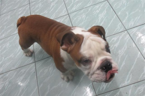 ขายอิงลิช บลูด๊อกตุ้ยนุ้ยเพศชาย 4 เดือนพร้อมใบเพ็ดเต็มใบจากสมาคม