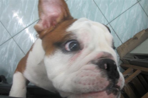 ขายอิงลิช บลูด๊อกตุ้ยนุ้ยเพศชาย 4 เดือนพร้อมใบเพ็ดเต็มใบจากสมาคม