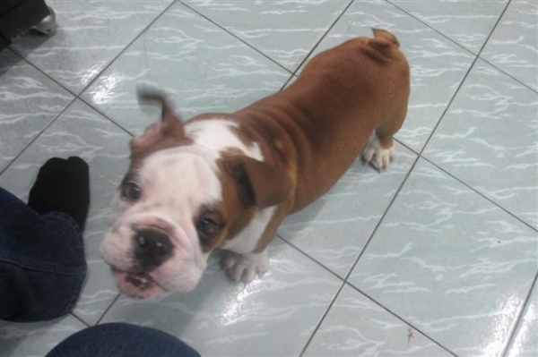 ขายอิงลิช บลูด๊อกตุ้ยนุ้ยเพศชาย 4 เดือนพร้อมใบเพ็ดเต็มใบจากสมาคม