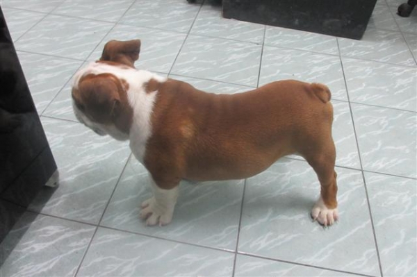 ขายอิงลิช บลูด๊อกตุ้ยนุ้ยเพศชาย 4 เดือนพร้อมใบเพ็ดเต็มใบจากสมาคม