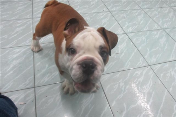 ขายอิงลิช บลูด๊อกตุ้ยนุ้ยเพศชาย 4 เดือนพร้อมใบเพ็ดเต็มใบจากสมาคม