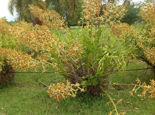 ขอนอกเรืองครับขายกล้วยไมใหญ่ที่สุดในโลกครับ