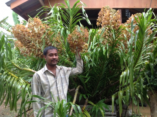 ขอนอกเรืองครับขายกล้วยไมใหญ่ที่สุดในโลกครับ